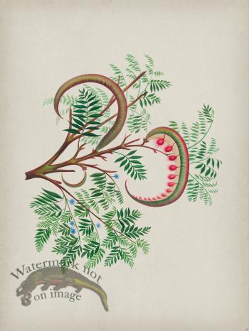 Andean Botanicals 009